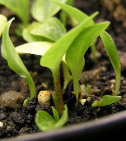 hostaseedling_red_petiole.jpg