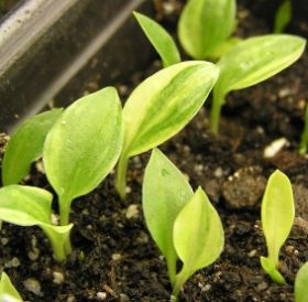 hostaseedlings%203%20maart%20.jpg