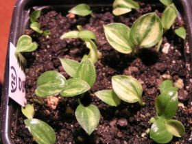 hostaseedlings%208%20maart%20.jpg