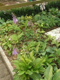 hosta valley zaailingenbed 3.JPG